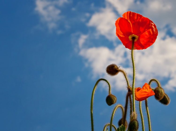 small biz roundup may 2020